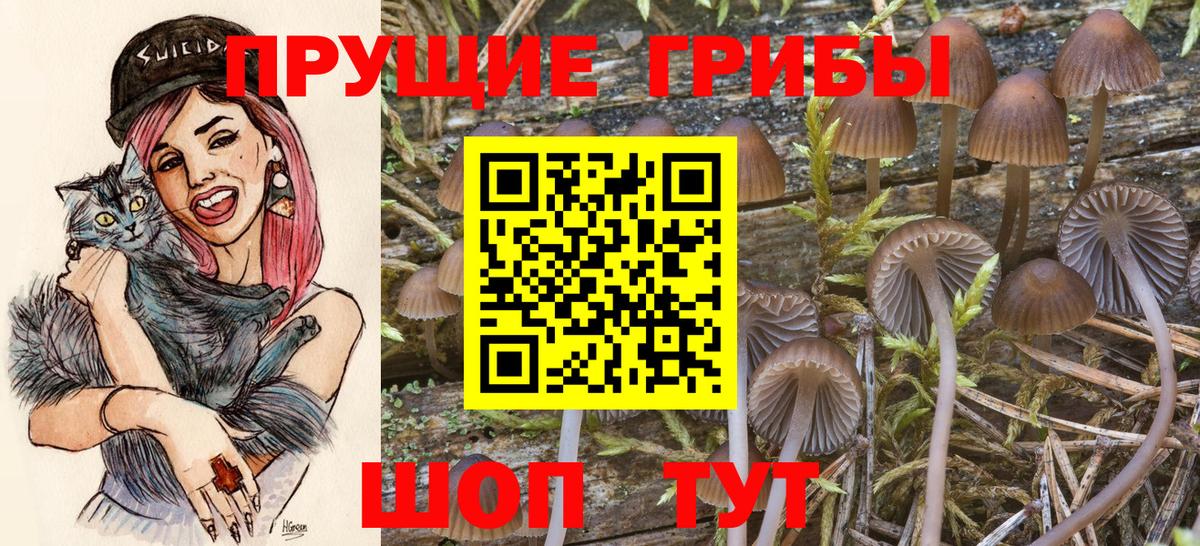 Жуковский  Псилоцибиновые грибы Cubensis  Вход с VPN 